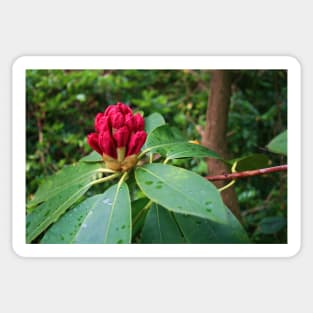 Rhododendron In Bud Sticker